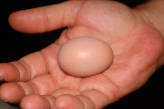 Egg