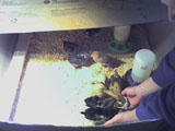 Chicks Feeding photo