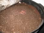 The worms have arrived and are settling in to their new home (175kb)